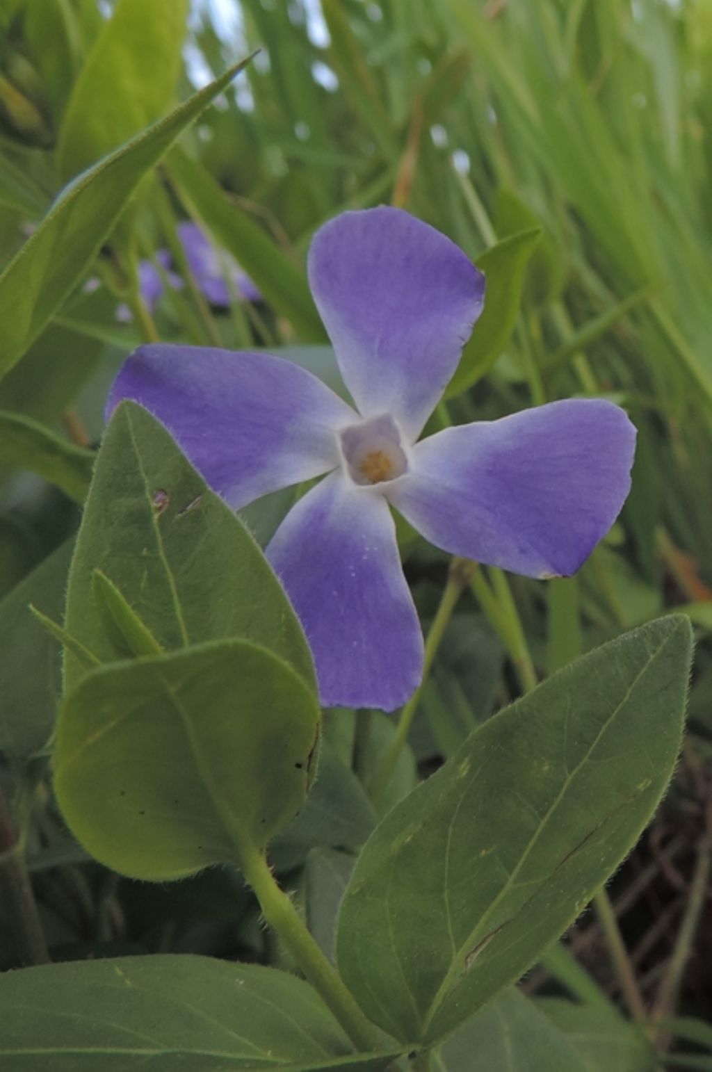 Fiori viola -  Vinca major